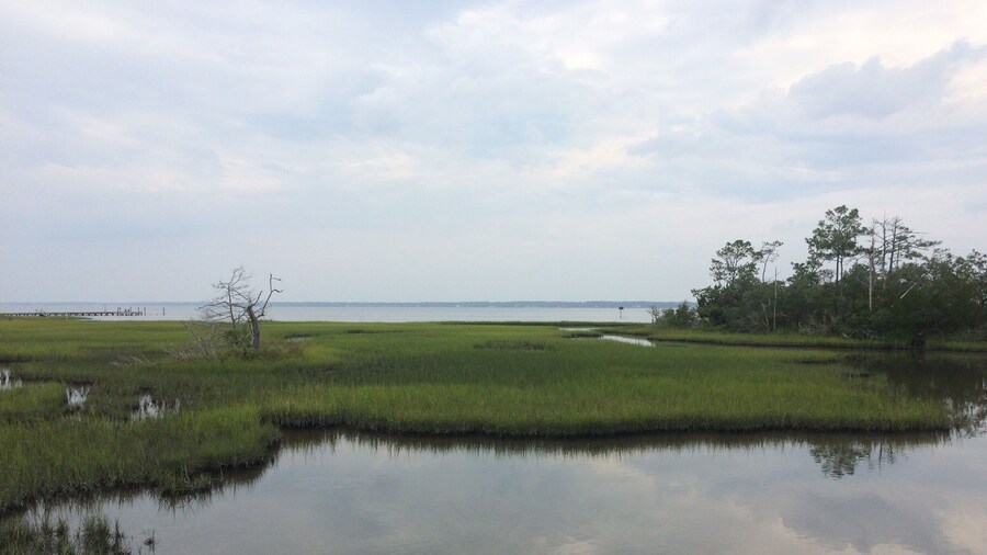 Salt Marsh