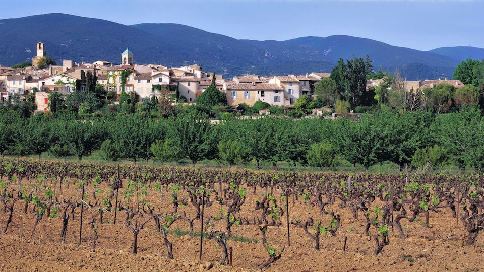 A vineyard with rows of grapevines and a village with traditional buildings and a church in the background.