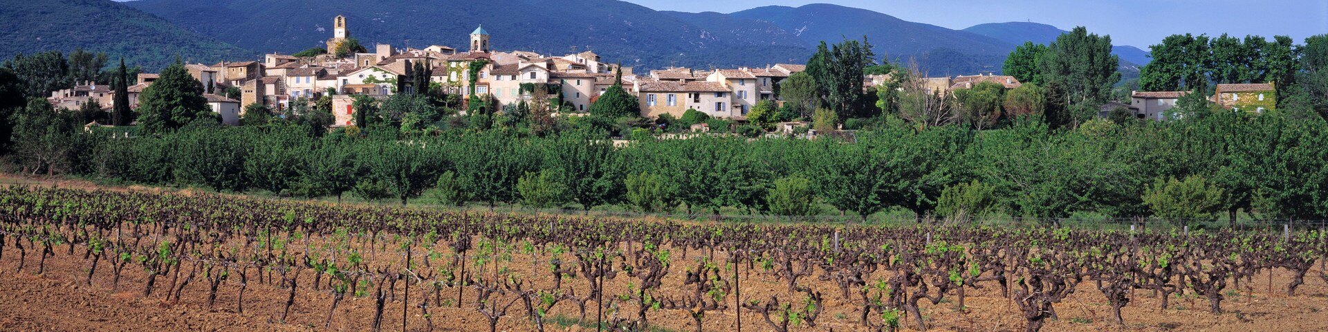 A vineyard with rows of grapevines and a village with traditional buildings and a church in the background.