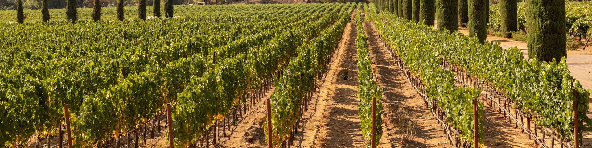 A vineyard with rows of grapevines, a dirt path, and a backdrop of rolling hills and trees.
