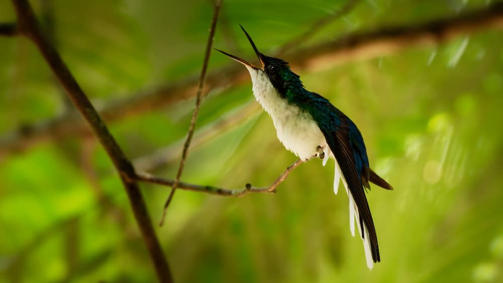 Purple-crowned fairy Heliothryx barroti large hummingbird that breeds in the lowlands and hills from southeastern Mexico south to Ecuador, sitting on the green tree in Costa Rica, opened beak