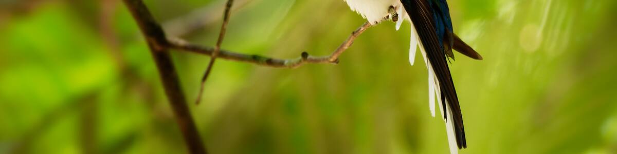 Purple-crowned fairy Heliothryx barroti large hummingbird that breeds in the lowlands and hills from southeastern Mexico south to Ecuador, sitting on the green tree in Costa Rica, opened beak
