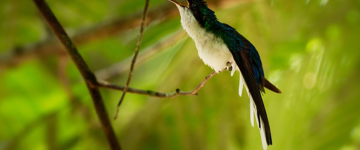 Purple-crowned fairy Heliothryx barroti large hummingbird that breeds in the lowlands and hills from southeastern Mexico south to Ecuador, sitting on the green tree in Costa Rica, opened beak