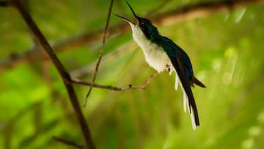 Purple-crowned fairy Heliothryx barroti large hummingbird that breeds in the lowlands and hills from southeastern Mexico south to Ecuador, sitting on the green tree in Costa Rica, opened beak