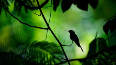 Silhouette Purple-crowned fairy Heliothryx barroti large hummingbird that breeds in the lowlands and hills from southeastern Mexico south to Ecuador, sitting on the green tree in Costa Rica