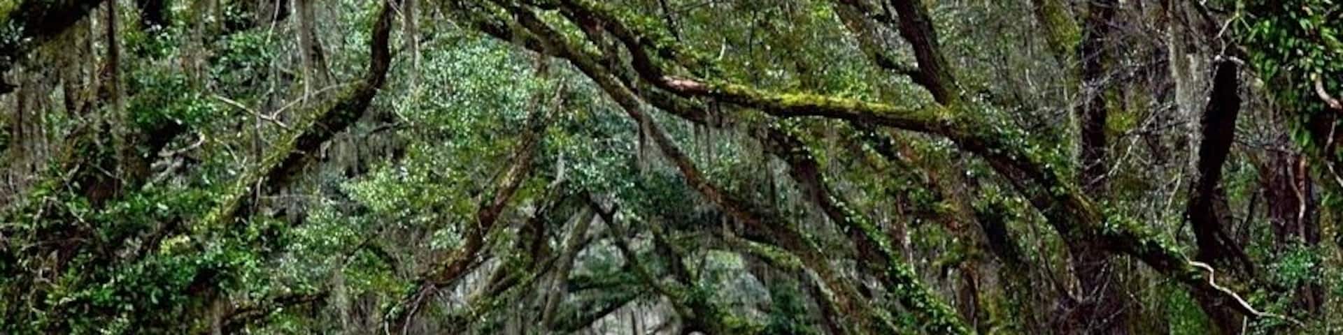 This ten mile section of S-10-20 in Charleston County is located on Johns Island in lower Charleston County. It includes historical, recreational and agricultural sites. It is home to Angel Oak, a southern live oak tree thought to be over 400 years old.
With the development of Kiawah and Seabrook Islands, this route has become a busy thoroughfare, but the intrinsic beauty of the road remains.