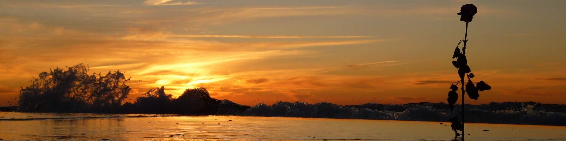A sunset over a calm body of water with a silhouette of a rose in the foreground.