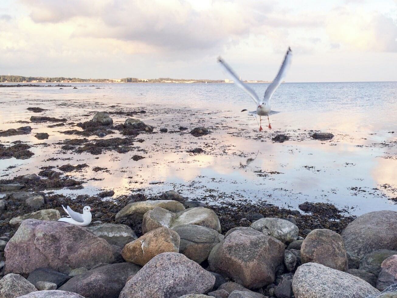 Watching the seagulls #september #beach #flyingbird