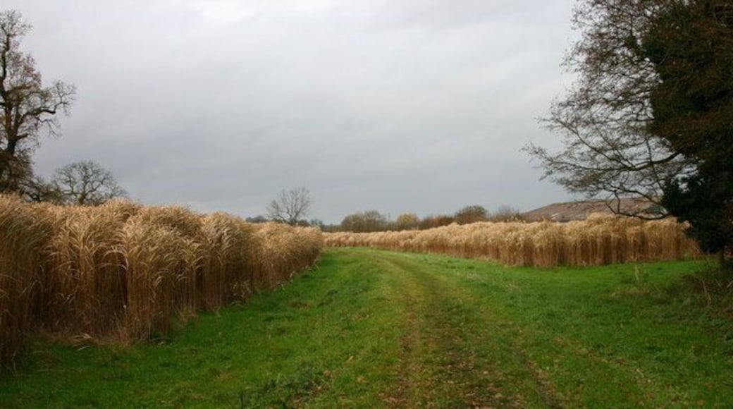 Watch Out for the Lions! Elephant grass (Miscanthus sp.) experimental crop. This crop (over 6 feet tall)is being grown as an ecological and environmentally friendly alternative to 'conventional' energy production, especially for heating. This crop is near to Yarnfield, there are several fields being grown in the area. The clear area is a public footpath through the field.