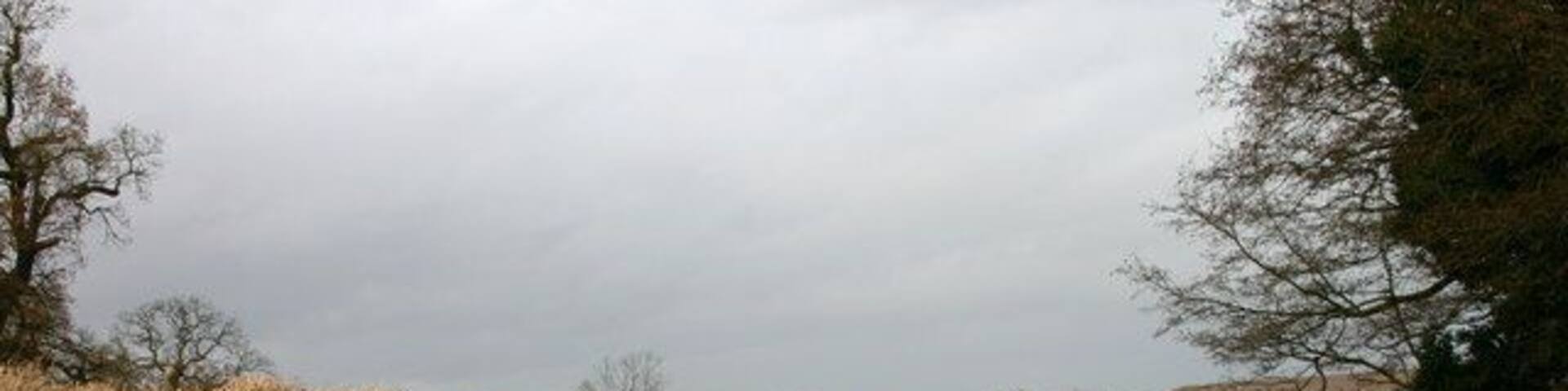 Watch Out for the Lions! Elephant grass (Miscanthus sp.) experimental crop. This crop (over 6 feet tall)is being grown as an ecological and environmentally friendly alternative to 'conventional' energy production, especially for heating. This crop is near to Yarnfield, there are several fields being grown in the area. The clear area is a public footpath through the field.