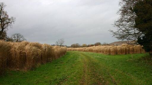 Watch Out for the Lions! Elephant grass (Miscanthus sp.) experimental crop. This crop (over 6 feet tall)is being grown as an ecological and environmentally friendly alternative to 'conventional' energy production, especially for heating. This crop is near to Yarnfield, there are several fields being grown in the area. The clear area is a public footpath through the field.