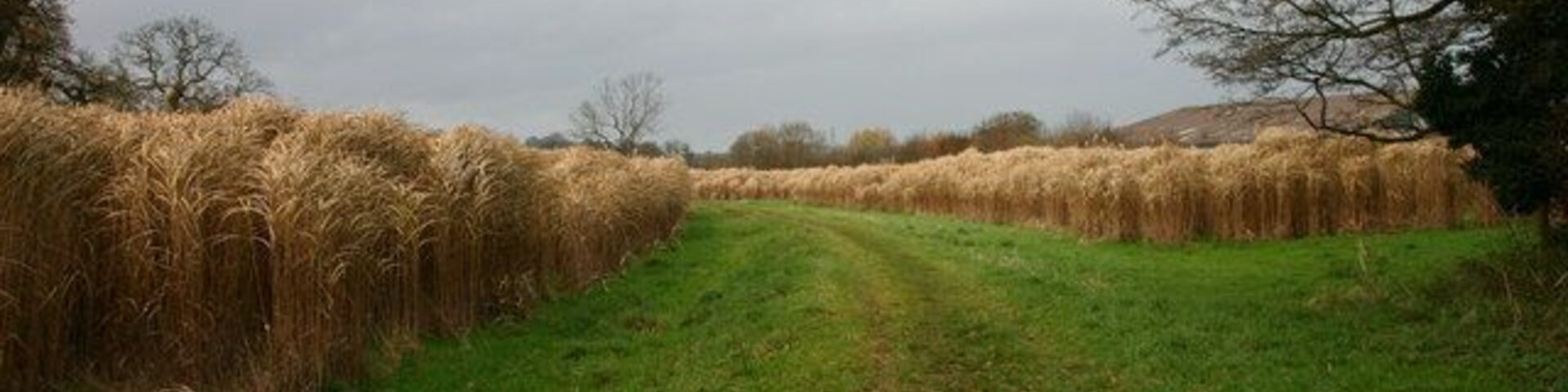 Watch Out for the Lions! Elephant grass (Miscanthus sp.) experimental crop. This crop (over 6 feet tall)is being grown as an ecological and environmentally friendly alternative to 'conventional' energy production, especially for heating. This crop is near to Yarnfield, there are several fields being grown in the area. The clear area is a public footpath through the field.