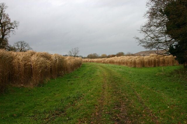 A rural path bordered by wheat fields and trees under an overcast sky.