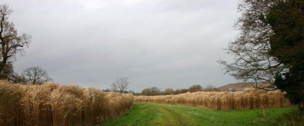 A rural path bordered by wheat fields and trees under an overcast sky.