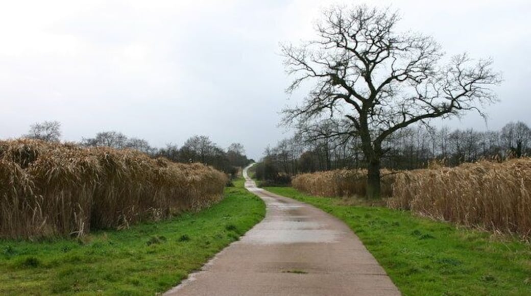 The Long and Not So Winding Road. This concrete farm track runs between Highlows Farm and Swynnerton Army Camp. The elephant grass either side is at least 6 feet tall and is being grown as an experimental crop for environmentally friendly energy.