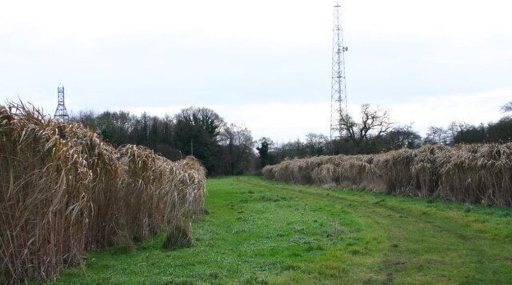 Public Footpath Through Elephant Grass (Miscanthus sp.). This public footpath leads to Highlows lane, Yarnfield. The elephant grass crop is an experimental energy crop being developed by a local company.