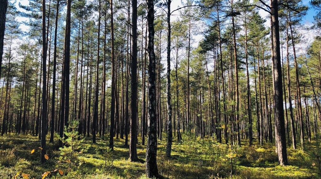 Ein traumhaft schöner Wald.