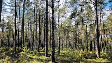 Ein traumhaft schöner Wald.
