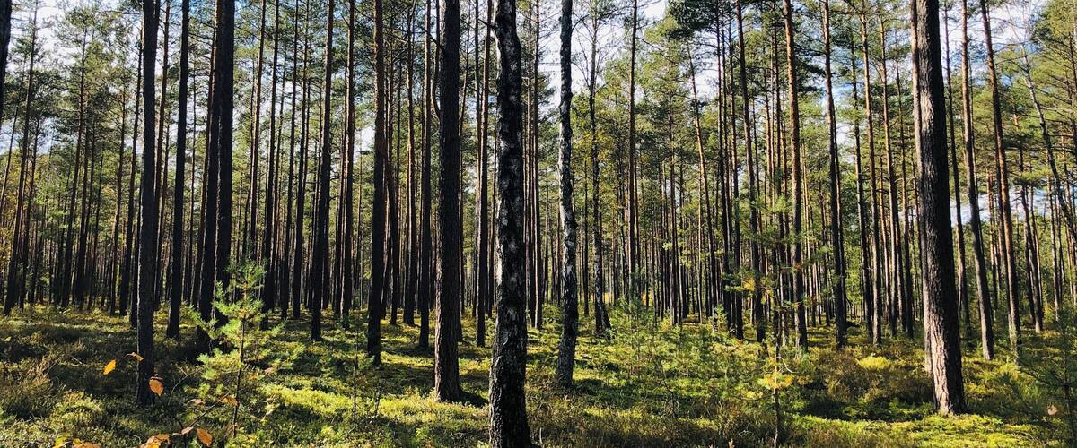 A dense forest with tall pine trees and a ground covered in green moss.