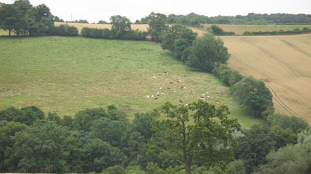 Across Swainhill Dingle Mixed farming together with numerous small deciduous woods make up the scenery on the southern edge of the uplands of northeast Herefordshire.
