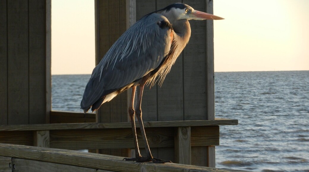 Outside of all the casinos the beach can still be enjoyable in Biloxi.