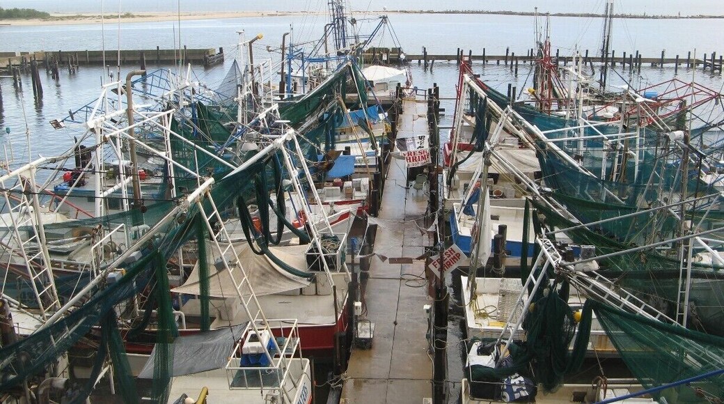 Right next to the Hard Rock, fisherman dock and sell their catches. The shrimp you may be eating that night was just in the water about 24 hours ago.