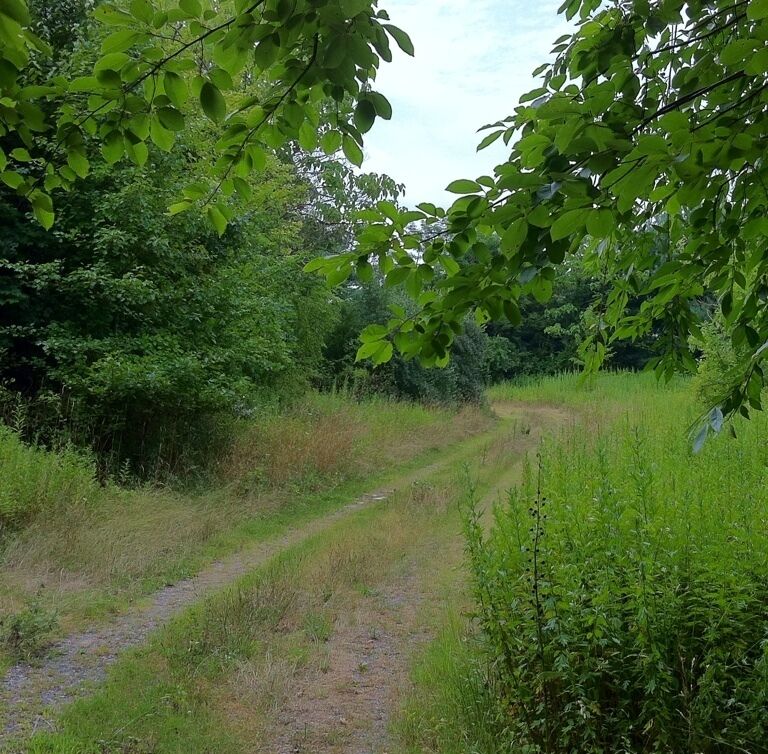 Haunted Path Behind Haunted House