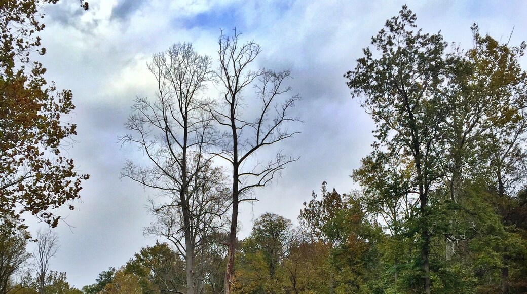 You can find the prettiest of sights just off the side of the road. This was taken along Old Braddock Road in Centreville. #leafer #virginia #autumn