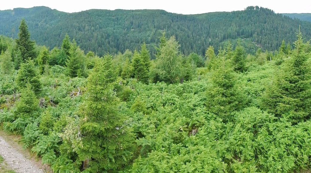 Baiersbronner Himmelswege - Naturgewalten Tour: Ausblick (Orkan Lothar 1999)