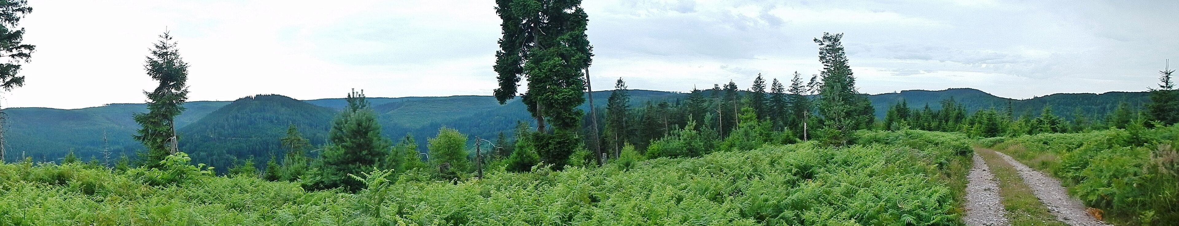 Baiersbronner Himmelswege - Naturgewalten Tour: Ausblick (Orkan Lothar 1999)