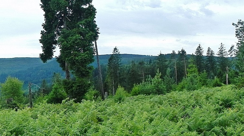 Baiersbronner Himmelswege - Naturgewalten Tour: Ausblick (Orkan Lothar 1999)