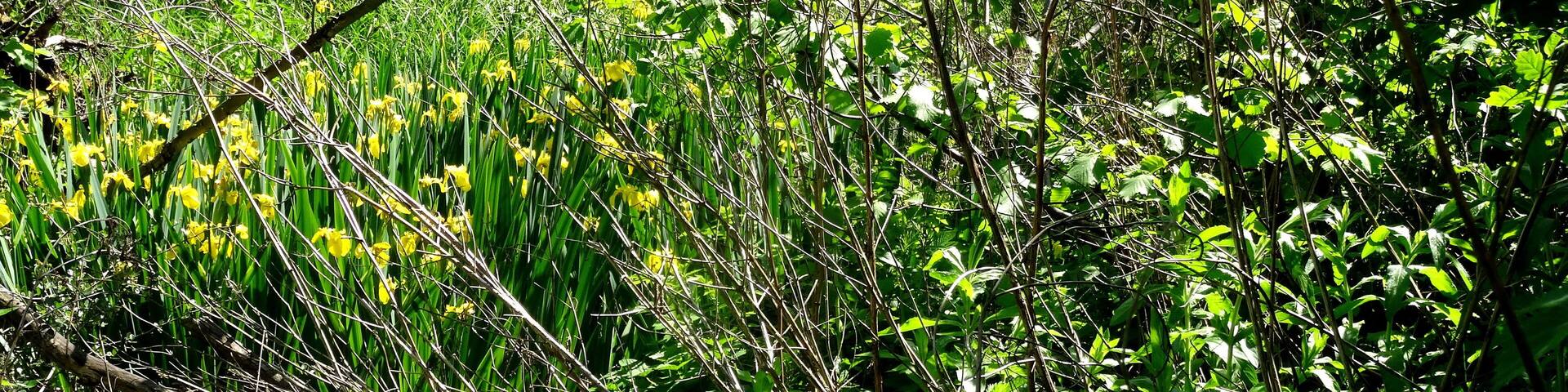 NSG Muckenbruch bei Bad Westernkotten