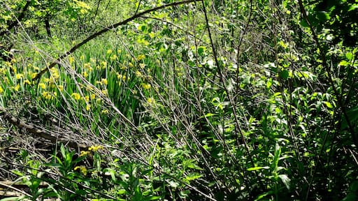 NSG Muckenbruch bei Bad Westernkotten