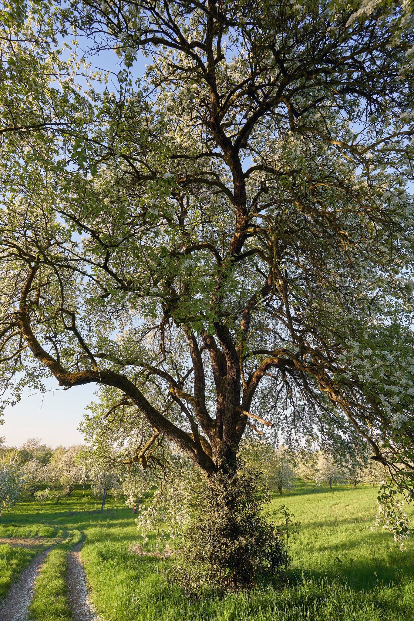 500px provided description: A fruit tree in a plantation near Achern / Germany. I think it is a pear tree... [#field ,#tree ,#bush ,#grass ,#green ,#countryside ,#rural ,#blossom ,#meadow ,#rural scene ,#plantation ,#fruit tree ,#cultivated land ,#a7iii]