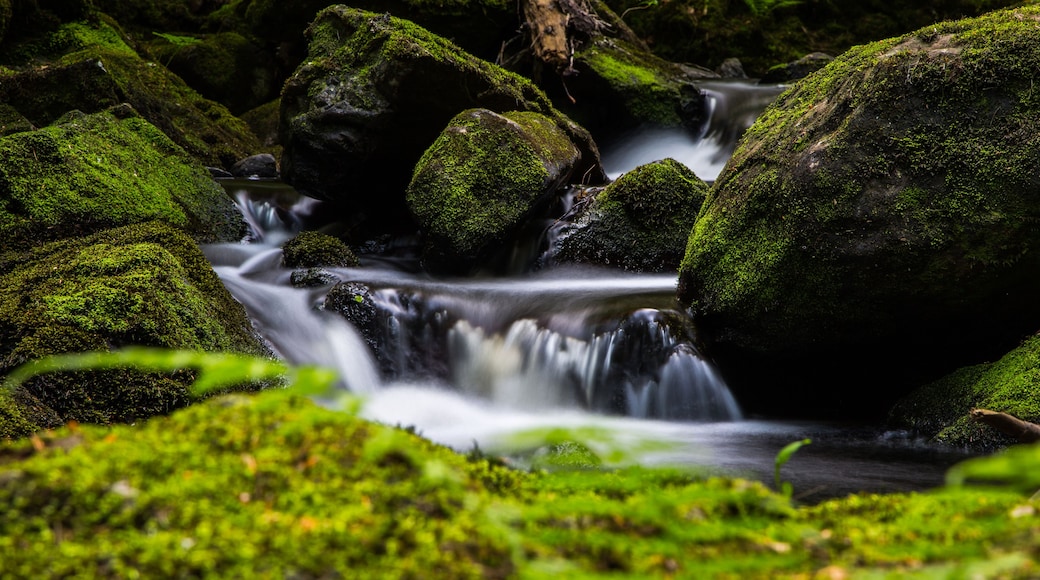 Un torrent cobert de molsa que flueix sobre roques en un bosc.