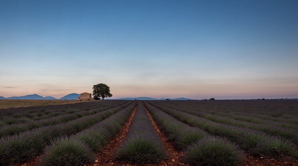 The start of the lavender blooming season in the south of France