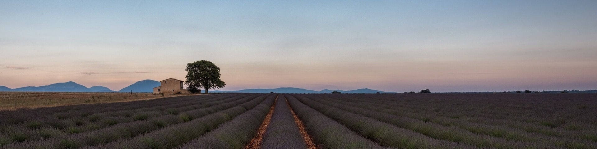 The start of the lavender blooming season in the south of France