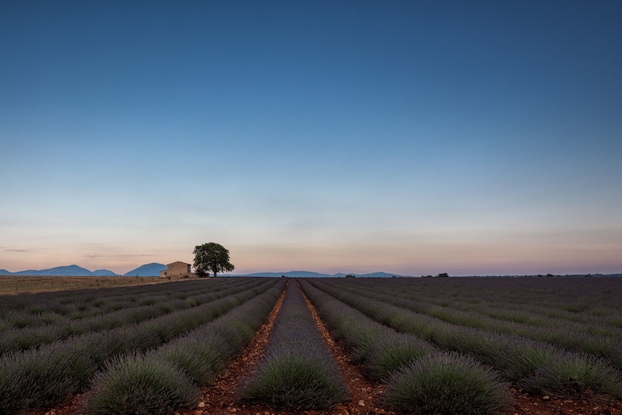 The start of the lavender blooming season in the south of France