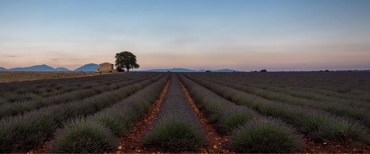 A lavender field with a dirt path leading to a building and a tree.