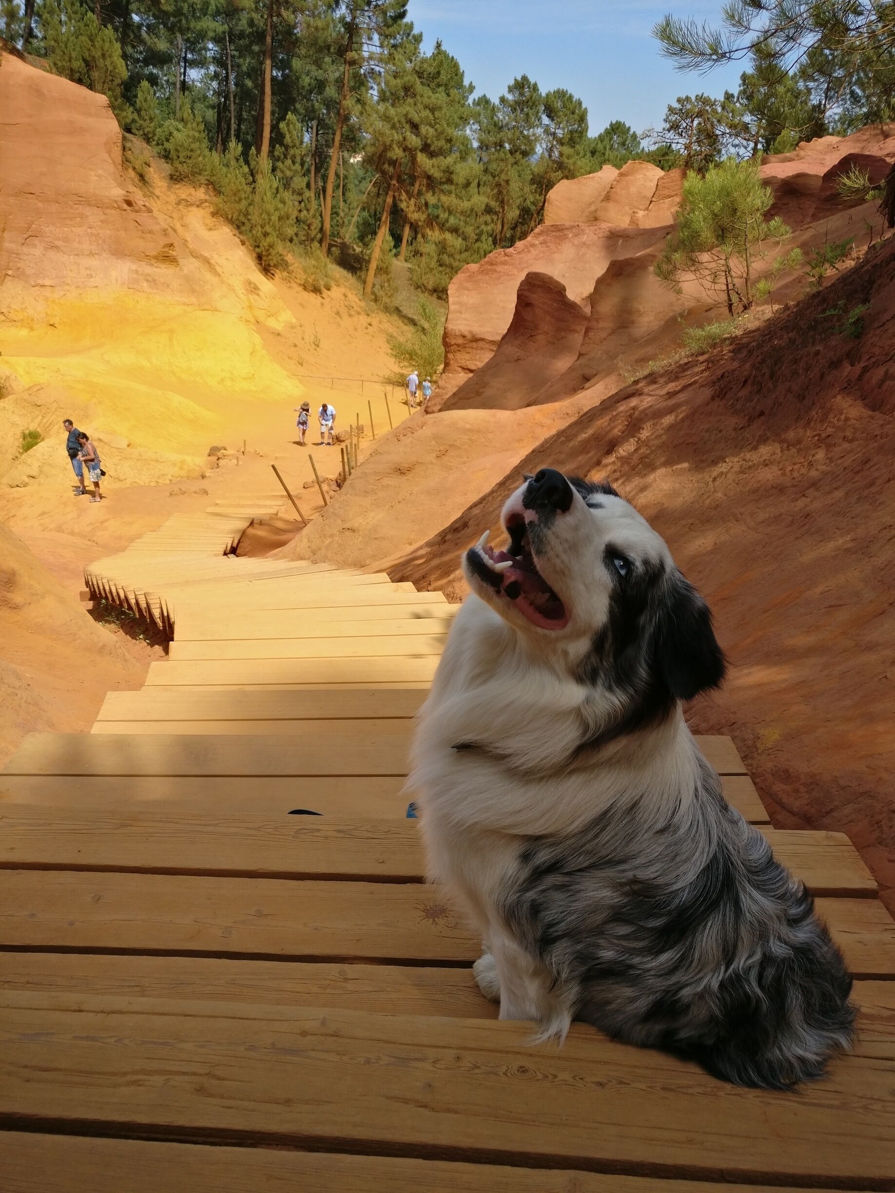 Beautiful red rocks at the ochre trail. But watch out for your clothes, the red sand stains when you sit down. My dog was more reddish than white after the walk. 