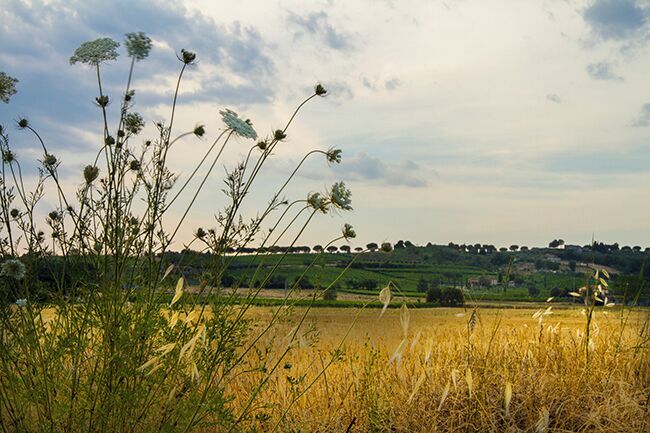 Large vineyards situated on the gentle hills around the city dominate the town. Torgiano was the first area in Umbria receiving the DOC labeled “controlled place denomination” in 1968. Torgiano is part of the Strada dei Vini del Cantico and has a great wine museum, an olive oil museum and a contemporary ceramic museum. The town sits on a hill where the rivers Tiber and Chiascio meet. This contributes to a mild climate and fertile soil, perfect for growing vines.
Read more on: http://www.travelwithallsenses.com/umbria-beautiful-fortified-cities/