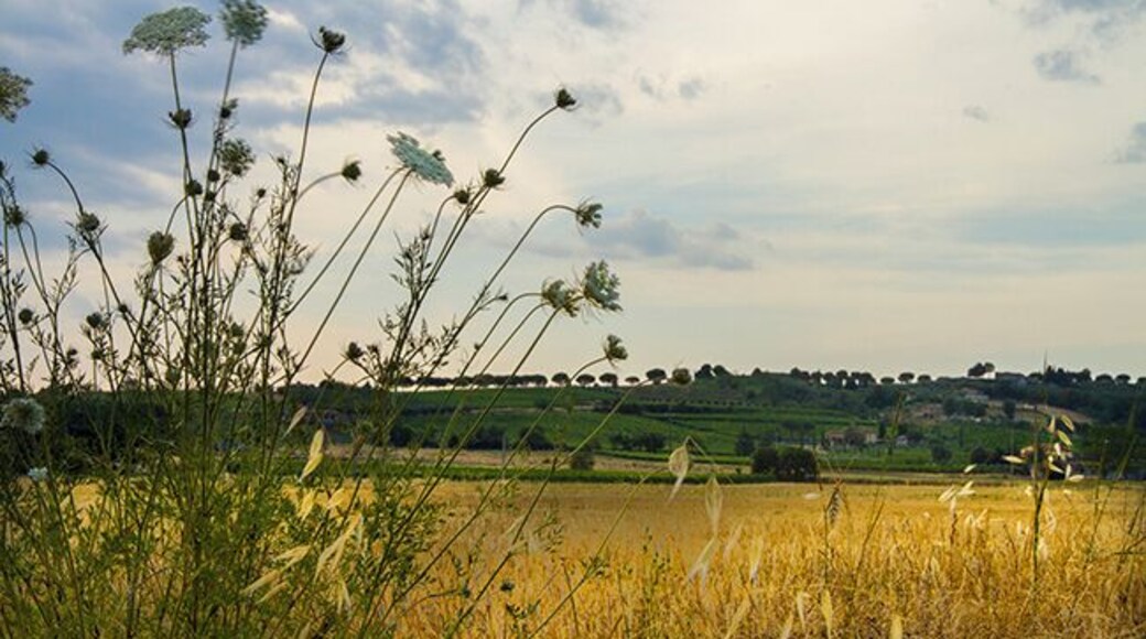 Large vineyards situated on the gentle hills around the city dominate the town. Torgiano was the first area in Umbria receiving the DOC labeled “controlled place denomination” in 1968. Torgiano is part of the Strada dei Vini del Cantico and has a great wine museum, an olive oil museum and a contemporary ceramic museum. The town sits on a hill where the rivers Tiber and Chiascio meet. This contributes to a mild climate and fertile soil, perfect for growing vines.
Read more on: http://www.travelwithallsenses.com/umbria-beautiful-fortified-cities/