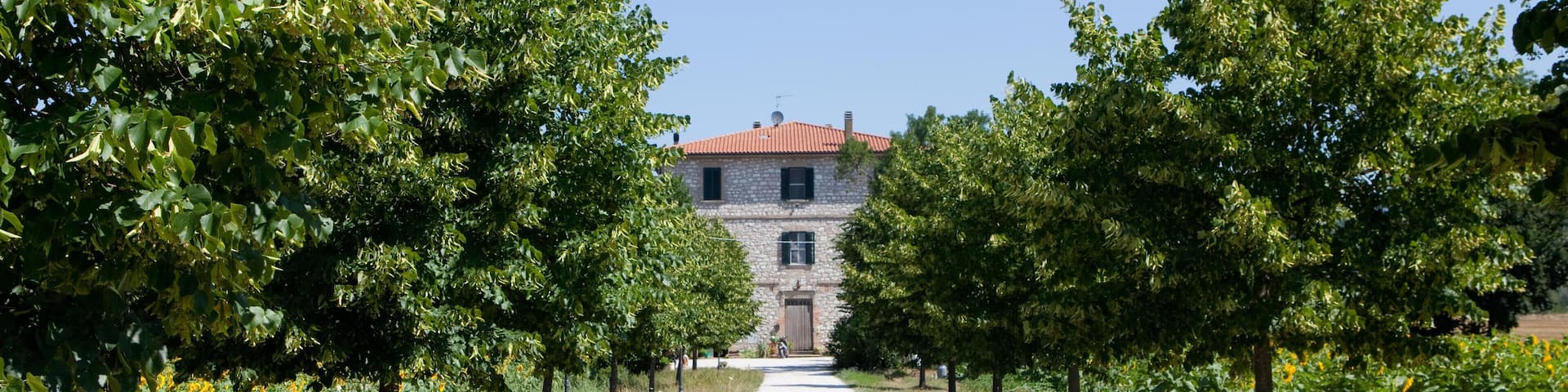 Tree Line Avenue, Torgiano, Italy