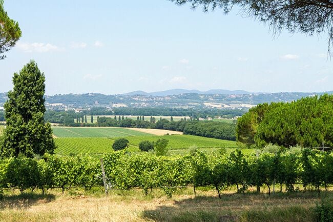 The Wine Museum in Torgiano has multiple perspectives, archaeological, ethnographic and artistic and shows an impressive breadth regarding man’s relationship with wine. The place is a must visit if you are in Torgiano. Around Torgiano you find beautiful landscape with vines. http://www.travelwithallsenses.com/wine-museum-in-torgiano-umbria/