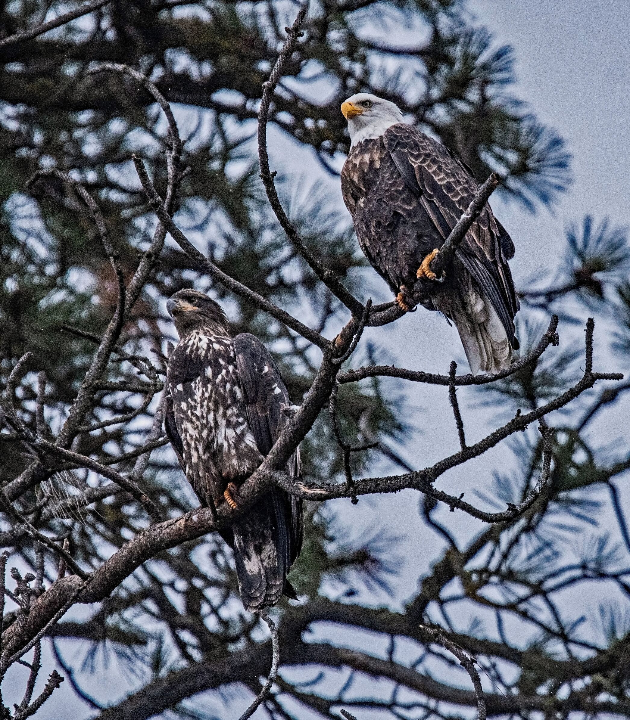 A juvenile and an adult bald eagle resting between hunts.  Mid December through early January, hundreds of bald eagles migrate to the lake to fish on spawning Kokanee.  
#Nature
#Bald_Eagles