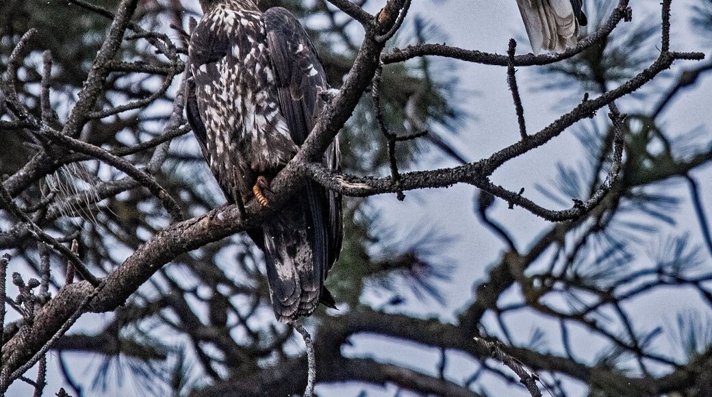 A juvenile and an adult bald eagle resting between hunts. Mid December through early January, hundreds of bald eagles migrate to the lake to fish on spawning Kokanee.
#Nature
#Bald_Eagles