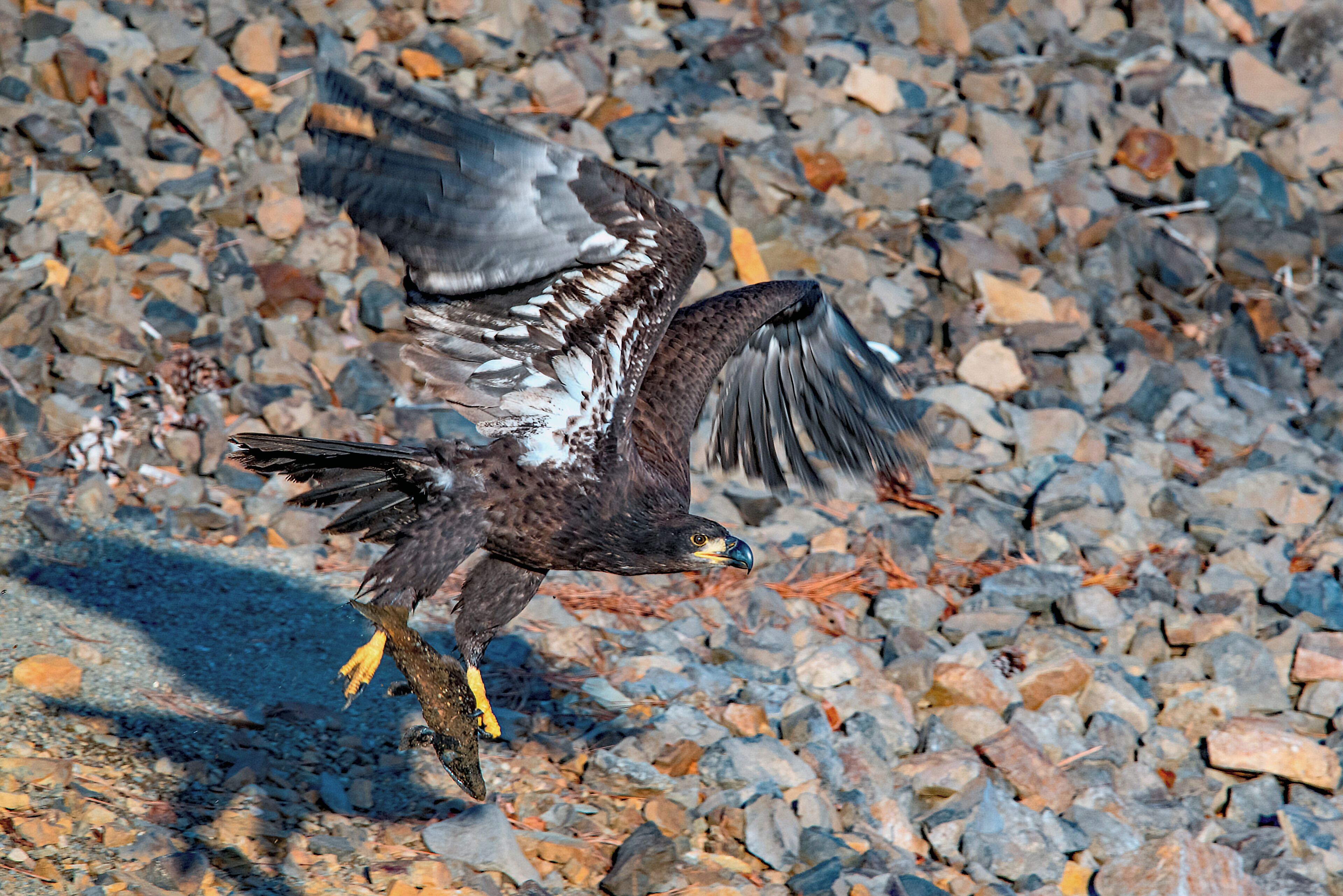 From mid November through mid January, Bald Eagles migrate to Lake Coeur d'Alene to feed on spawning Kokanee.  The current official count is over 300 birds!  The numbers generally peak between Christmas and New Years Day.  On December 10, this young juvenile landed about 10 meters (30 feet) away to snatch a fish from the shoreline; much easier work than fishing the deep water.
#eagles
#eagle_fishing
#juvenile_bald_eagle
#nature
#wildlife
