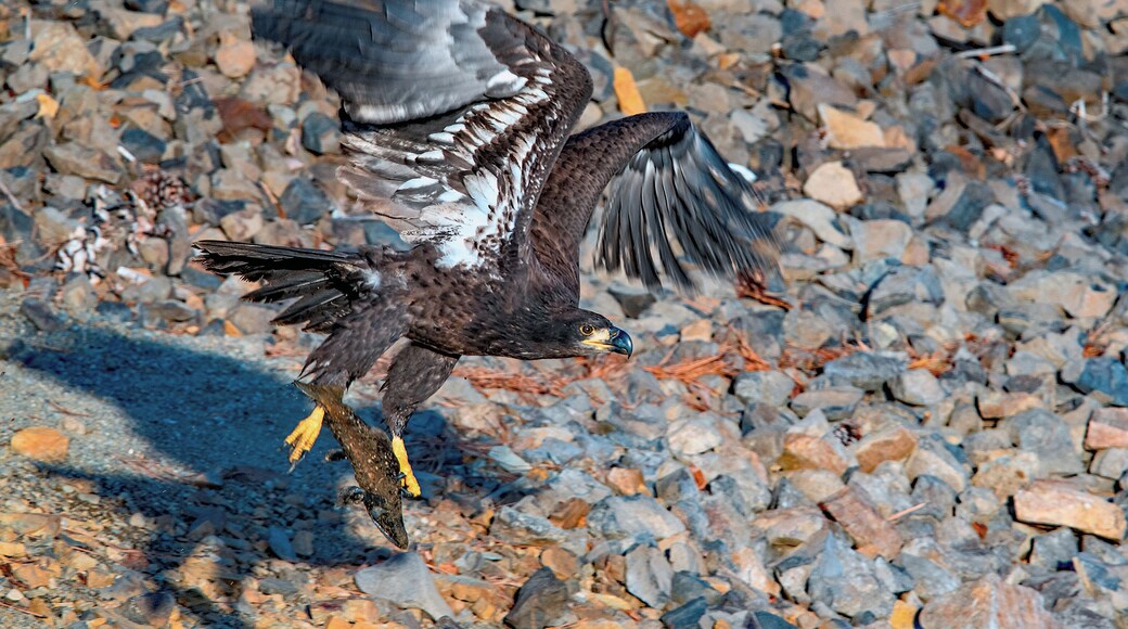 From mid November through mid January, Bald Eagles migrate to Lake Coeur d'Alene to feed on spawning Kokanee. The current official count is over 300 birds! The numbers generally peak between Christmas and New Years Day. On December 10, this young juvenile landed about 10 meters (30 feet) away to snatch a fish from the shoreline; much easier work than fishing the deep water.
#eagles
#eagle_fishing
#juvenile_bald_eagle
#nature
#wildlife