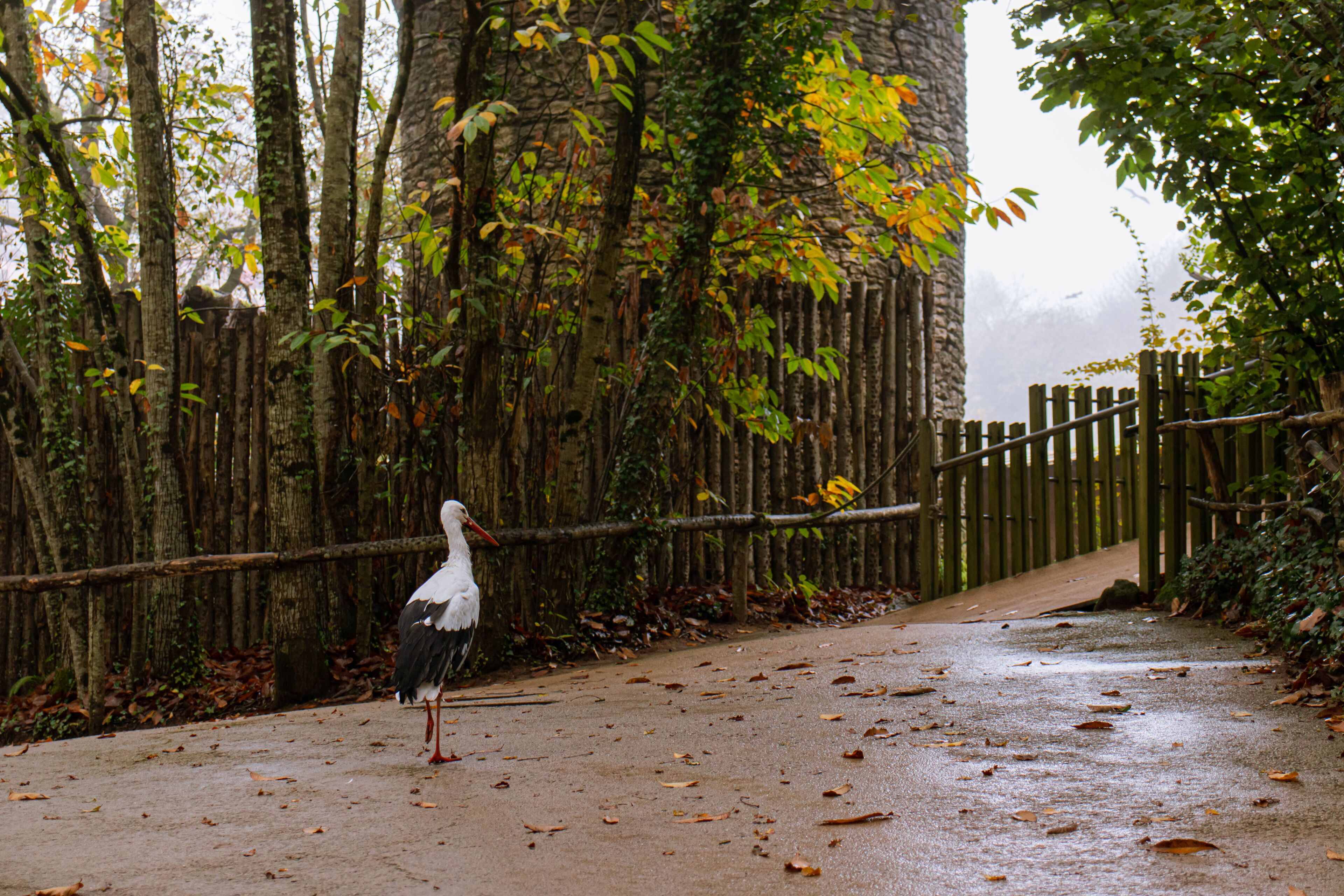 A white stork walking alone and waiting for visitors at the end of the falconry show at Puy du Fou, France - November 2024.