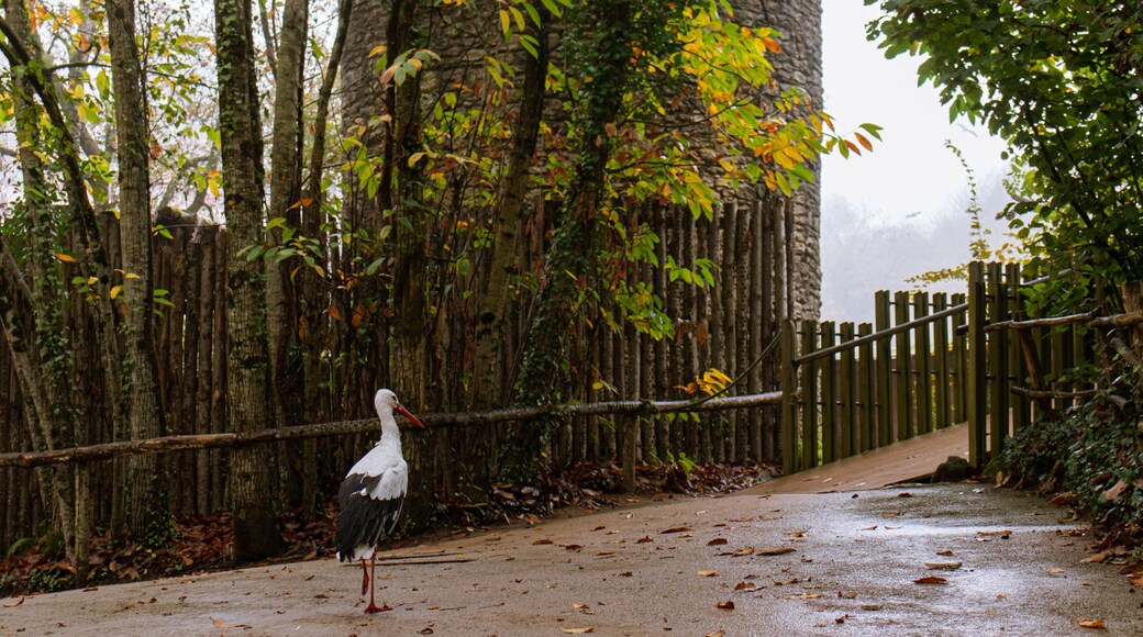 A white stork walking alone and waiting for visitors at the end of the falconry show at Puy du Fou, France - November 2024.